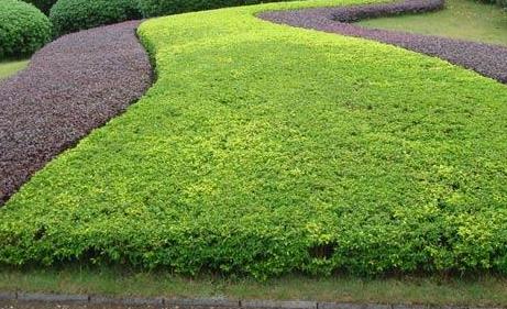 一月對(duì)樹木的綠化養(yǎng)護(hù)工作，要注意這4點(diǎn)！